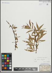 Foto von Salix alba L. x Salix fragilis L.